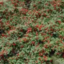 Cotoneaster suecicus Skogholm Pot C1.5L **Couvre-sol**