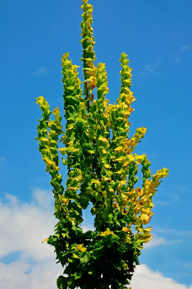 Ulmus hollandica Wredei 300 400 cm Baliveau Motte