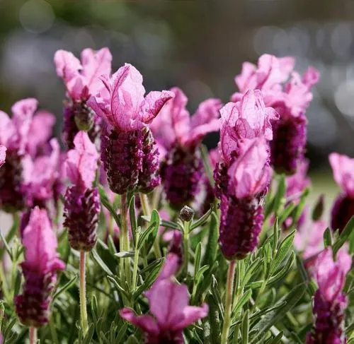 [108781] Lavandula stoechas Pink Lilac Pot P25 - Lavande papillon