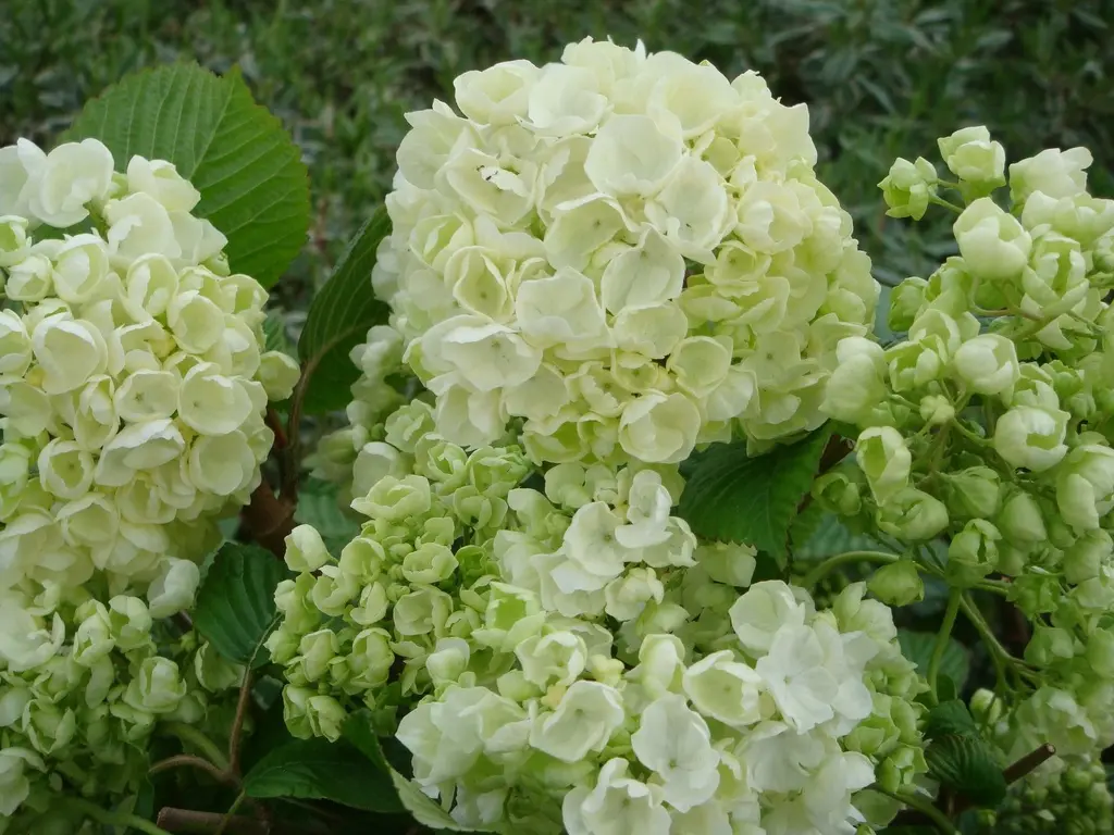 Viburnum plicatum popcorn Pot de 12 Litres 80/+cm