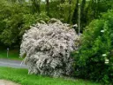 Kolkwitzia amabilis Pink Cloud C10Litres