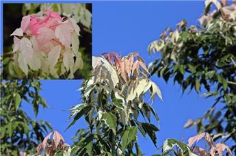 Acer negundo Flamingo 80 100 Pot C7.5