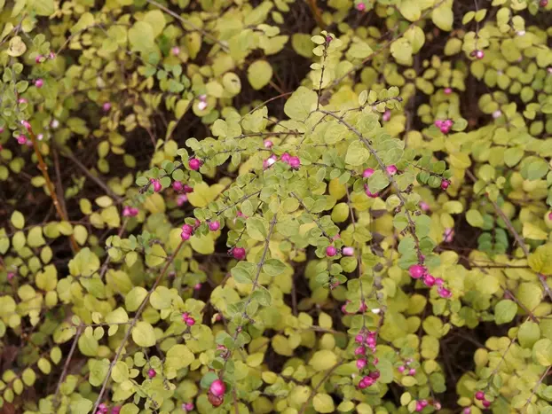 Symphoricarpos doorenbosii Amethyst C 3.5 ** Symphorine **