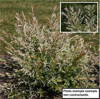 Salix integra Hakuro Nishiki Buisson Pot C3Litres ** Saule crevette **