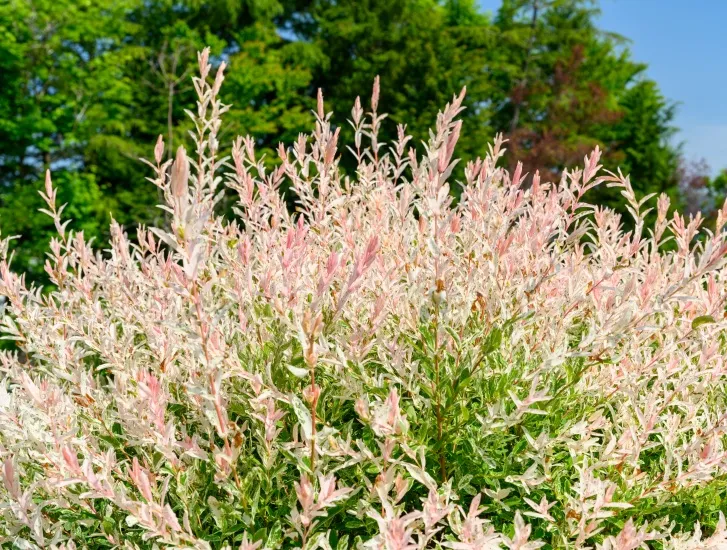 [109436] Salix integra Flamingo Pot P19 cm ** Saule crevette **
