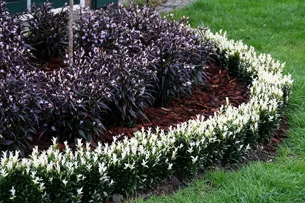 Euonymus japonica Paloma Blanca P17