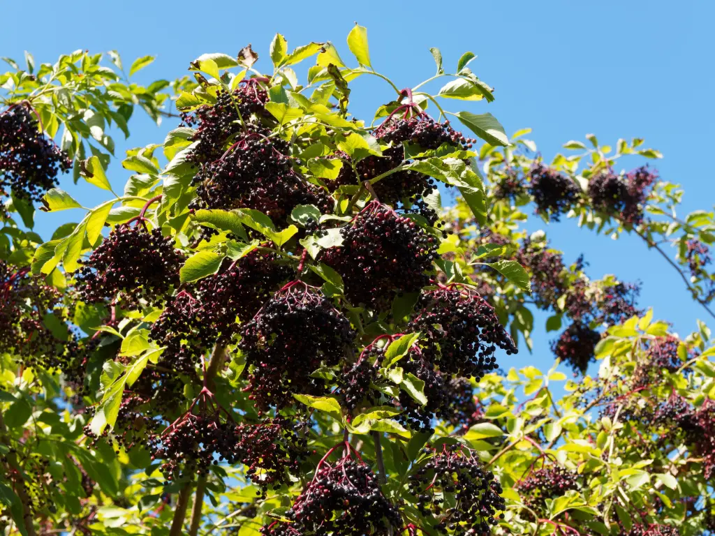 Sambucus nigra Haschberg Pot C3.6 ** Sureau à forte production de fruits **