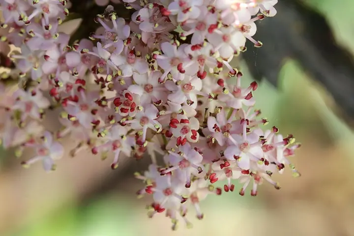Sambucus nigra Thundercloud C3L ** Sureau noir **