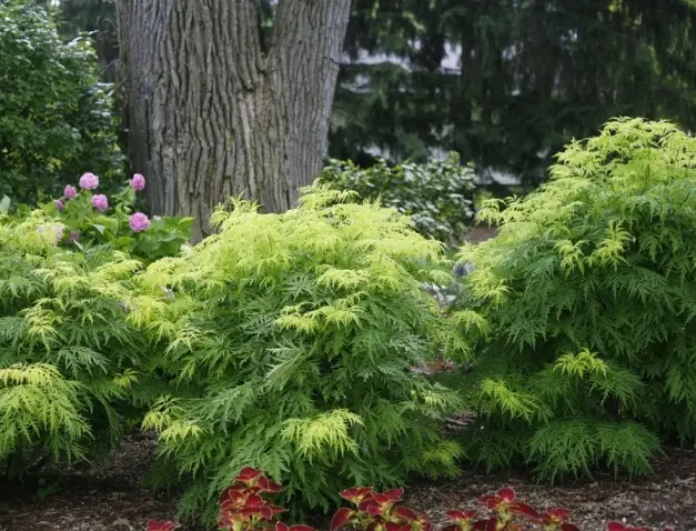Sambucus racemosa Lemony Lace Pot C3.5 
