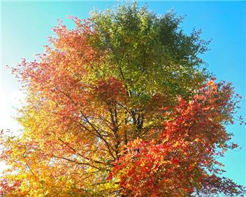 Nyssa sylvatica 60 80 Pot C3.6 ** Splendide en automne **