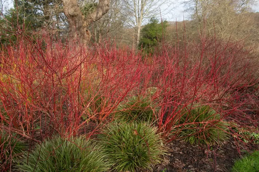 Cornus alba Baton Rouge Pot C3.6L ** bois rouge vif hiver **