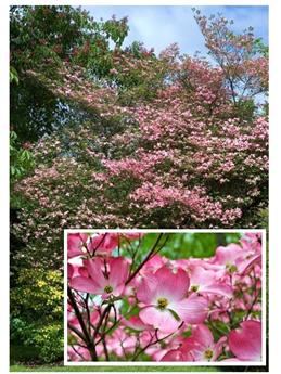 Cornus florida Rubra 150 175 buisson XTRA Pot