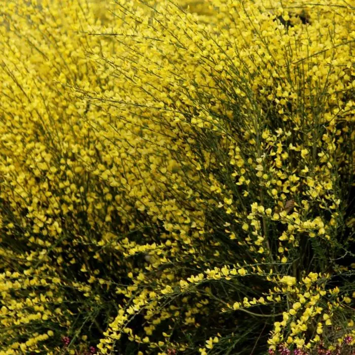 Cytisus praecox All Gold Pot - Genêt jaune