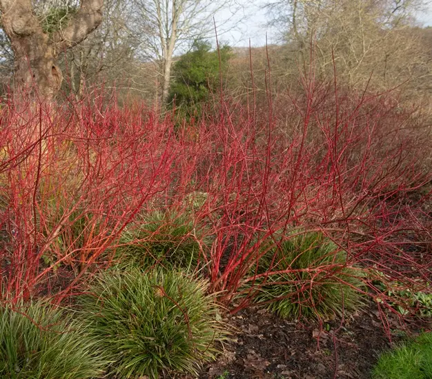 Cornus alba 080 100 cm JPL RN ** Cornouiller blanc. Remise importante à partir de 10 plantes **