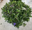 Hebe adddenda mix XXL Pot P23 couleurs variées