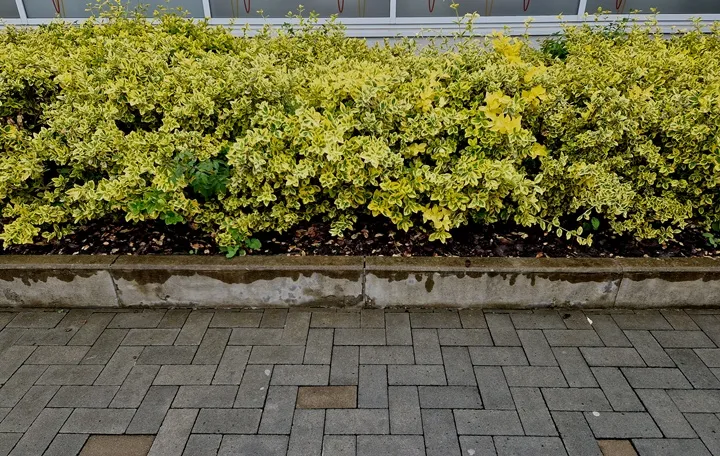 [129576] Euonymus fortunei Emerald Gold Pot 13