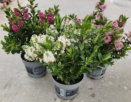 Hebe andersonii All Blooms mix Pot P12 cm