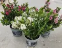 Hebe andersonii All Blooms mix Pot P12 cm - Veronique arbustive