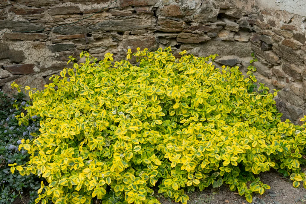 Euonymus fortunei Emerald Gold Pot P15-17 cm