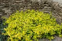 Euonymus fortunei Emerald Gold Pot P15-17 cm