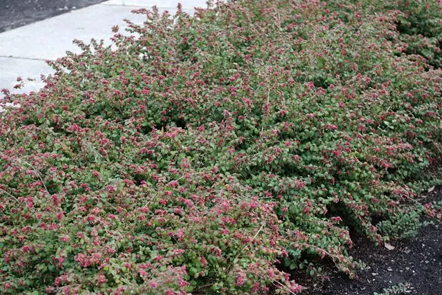 Symphoricarpos chenaultii Hancock Pot C3 ** Symphorine **