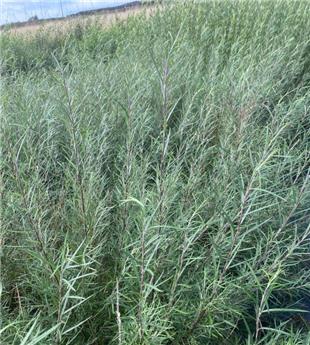 Salix Rosmarinifolia 60 80 CM JPL RN *** Remise importante à partir de 10 plantes **