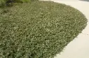 Cotoneaster dammeri P9