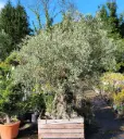 Olea europaea XXL sur tronc Pot C675L 100x100 **Olivier centenaire d´exception **
