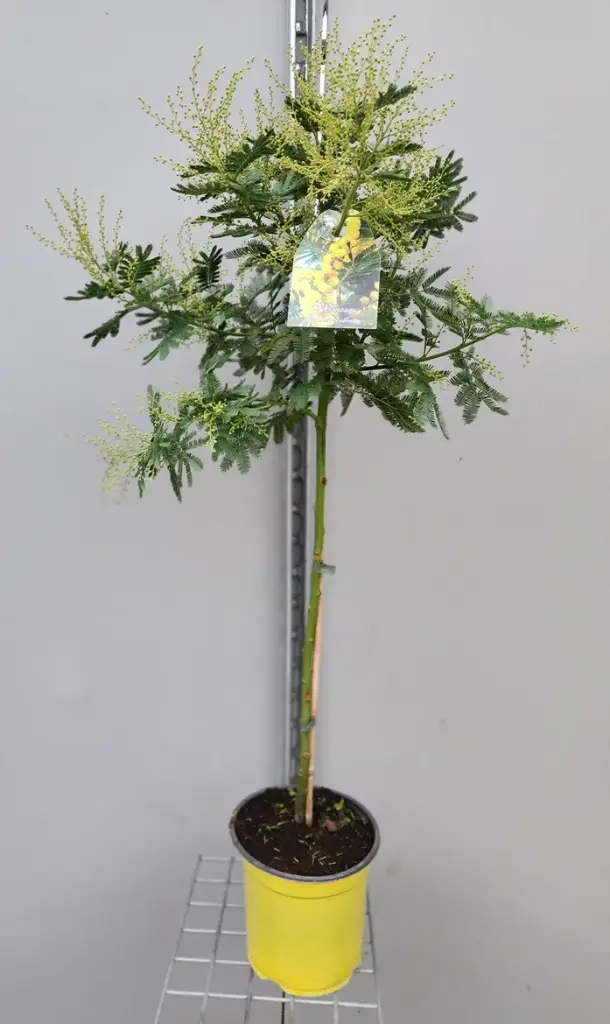 [133164] Acacia dealbata Le Gaulois greffé Tige 50 cm Pot P20 ** Mimosa**