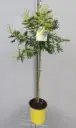 Acacia dealbata Le Gaulois greffé Tige 50 cm Pot P20 ** Mimosa**