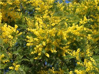 Acacia dealbata Le Gaulois greffé 100 125 cm Pot P19 cm ** Mimosa **