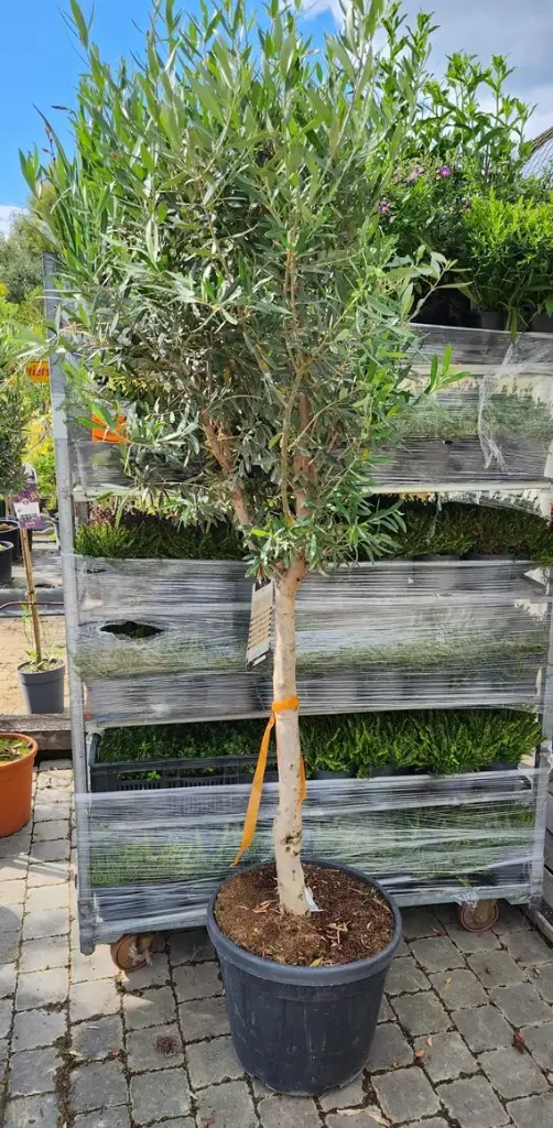 Olea europea Demi Tige Fort 18 20 Pot C50Litres * Olivier