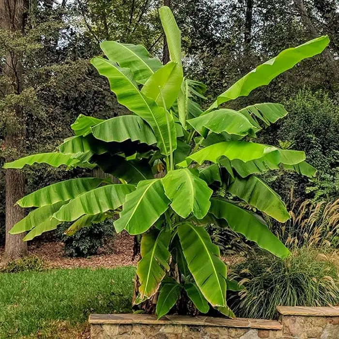 [112391] Musa basjoo 60  cm Pot P17 ** Bananier **