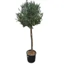 Olea europea Demi Tige Fort Pot C30Litres
