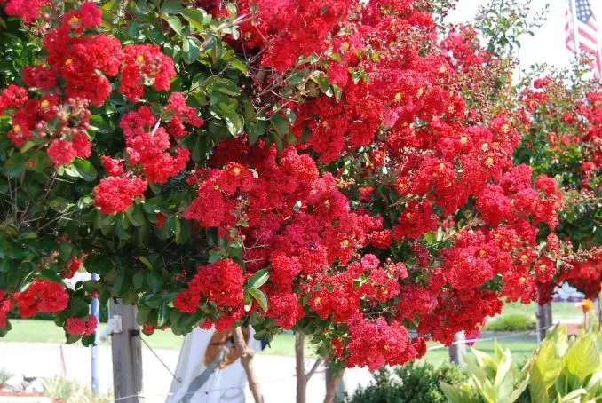 Lagerstroemia indica Dynamite 200 250 cm Buisson Pot C35Litres ** rouge **