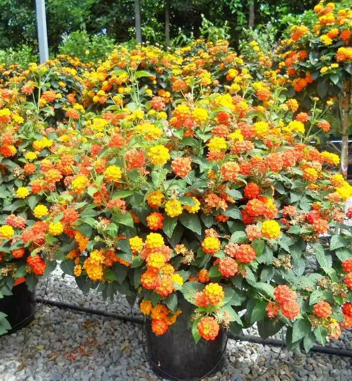 Lantana camara Orange Buisson Pot 21
