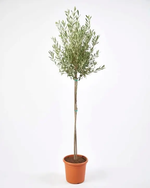 Olea europeana tige 60 Pot P20