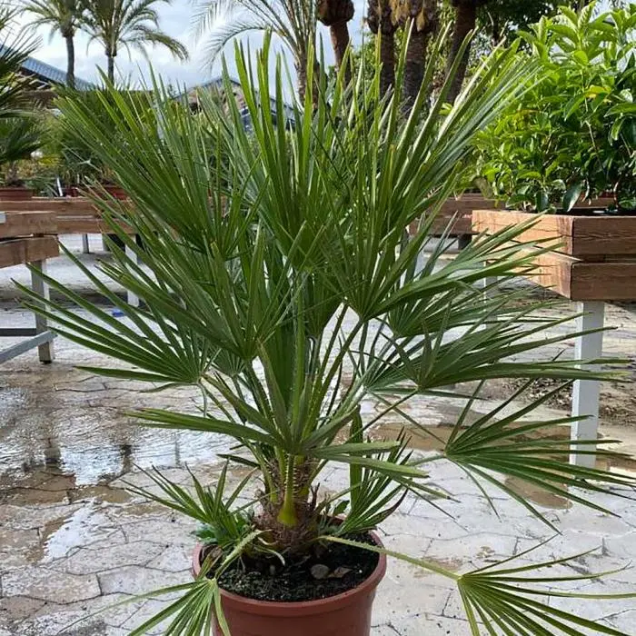 Trachycarpus Fortunei ou Chamaerops Pot P27 Touffe 50 60 ** Palmier **