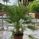 Trachycarpus Fortunei Pot P28 - C10L simple tronc +/- 30 cm