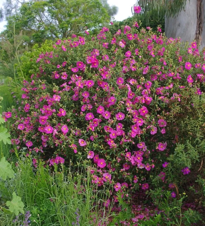 [108076] Cistus purpureus Pot C3Litres