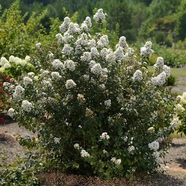 Lagerstroemia indica Nivea 150 175 Buisson Pot C25Litres - Lilas des Indes.