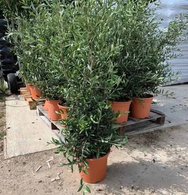 Olea europea Buisson 100 125 cm Pot C15litres * Olivier