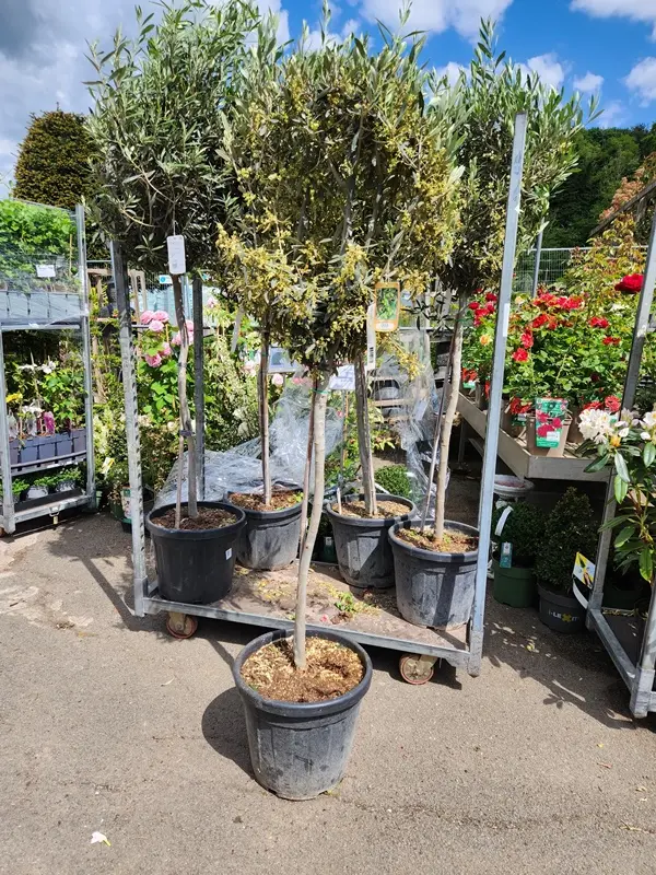 Olea europea Buisson 100 125 cm Pot C15litres