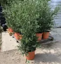 Olea europea Buisson 100 125 cm Pot C15litres * Olivier