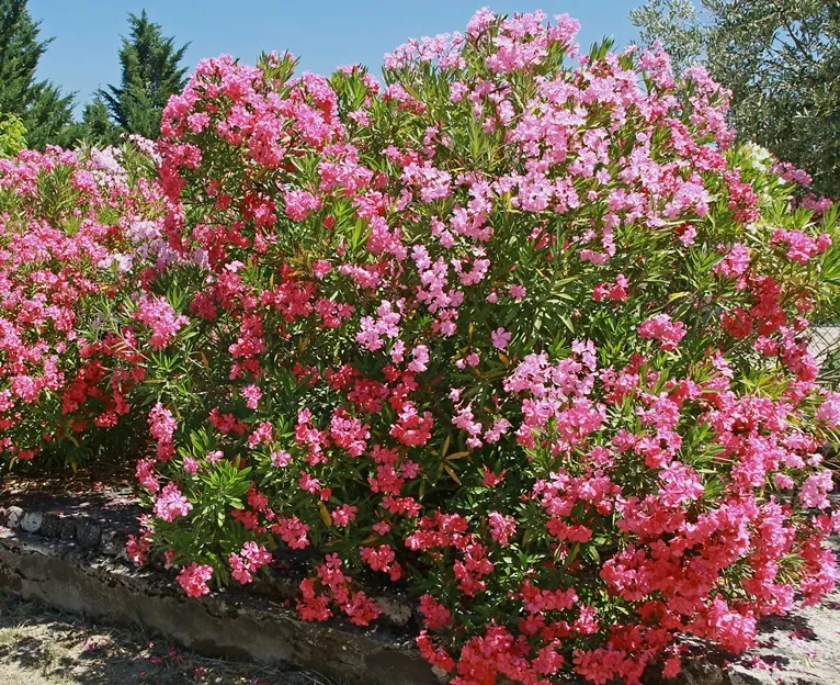 [144696] Nerium oleander Buisson 100 125 cm Pot P26  cm ** Laurier Rose **
