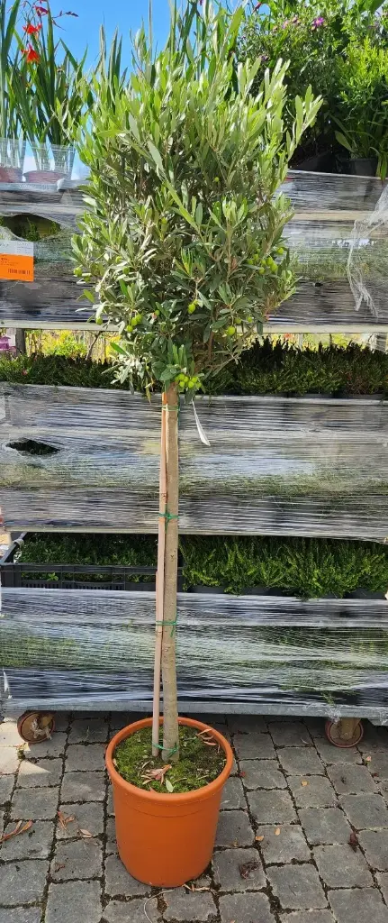 Olea europea Demi Tige Pot P30 cm * Olivier