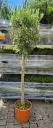 Olea europea Demi Tige Pot P30 cm * Olivier