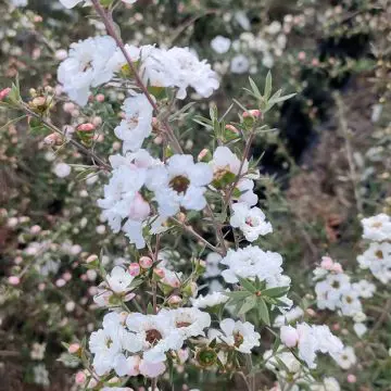 LEPTOSPERMUM lanigerum Silver Sheen Pot C4Litres