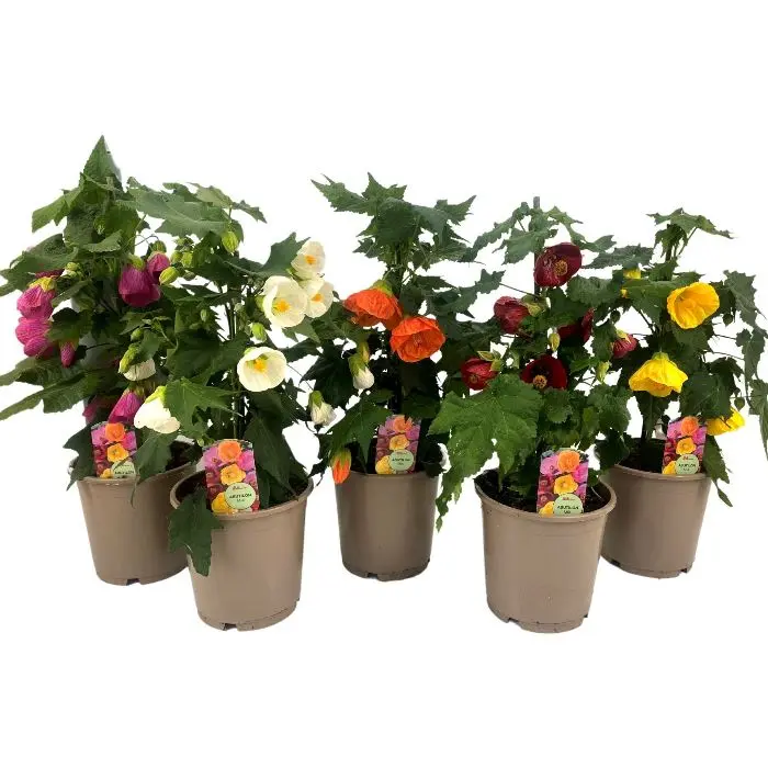 Abutilon variés Pot 15