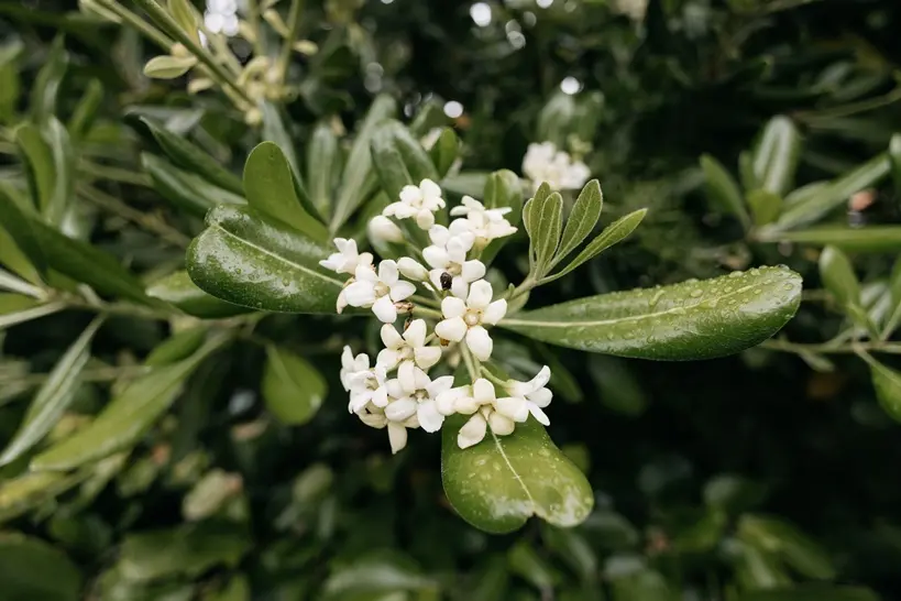 [139661] PITTOSPORUM tobira Pot C3